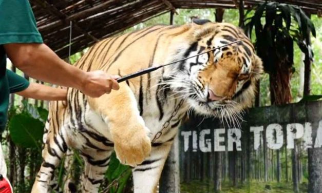 SIGN: Justice for Tigers Whipped and Chained at Thailand Zoos
