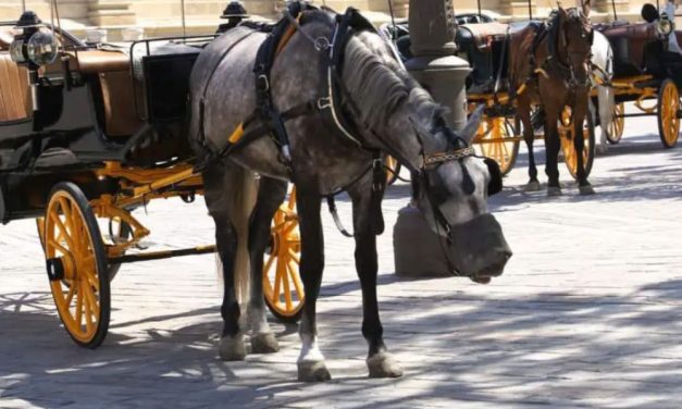 SIGN: Ban Horse-Drawn Carriages in Seville, Spain, Where Horse Died on the Roadside
