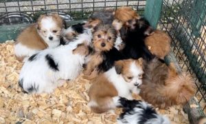14 Puppies in a Pen