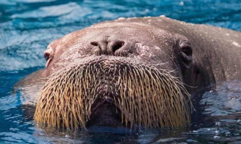 Statue Honors Beloved Walrus Freya Callously Killed in Norway