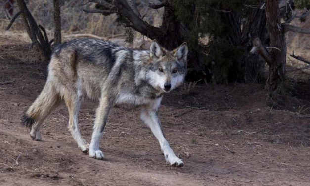 Leader of Endangered Wolf Pack Killed by Wildlife Officials