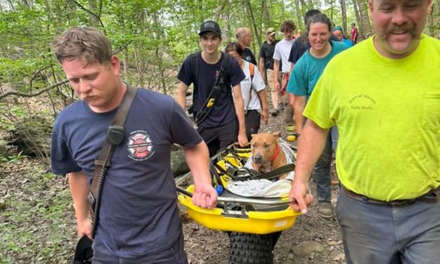Dog Who Jumped Off Tower Rescued by Emergency Crew