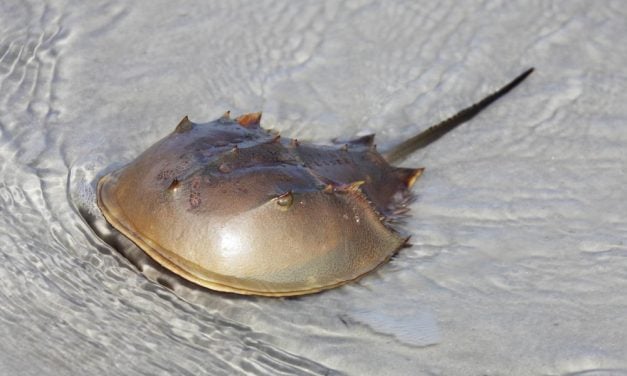 SIGN: Stop Bleeding Horseshoe Crabs To Death