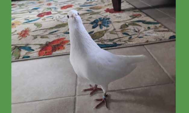 An Amazing Bird: One Rescuer Shares Why She is Protesting For Pigeons This Year