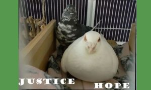 Justice and Hope