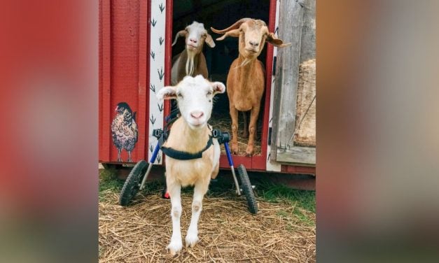 VIDEO: Rescued Father and Daughter Goat Live Happily Ever After at The Gentle Barn