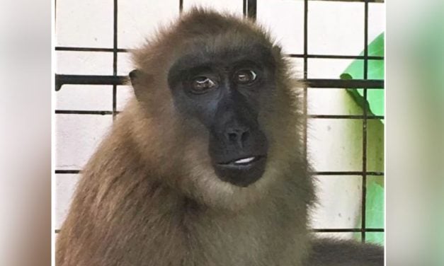 Macaque Stolen From Wild Arrives At Rescue