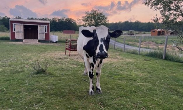 Cow Family Reunites at Sanctuary