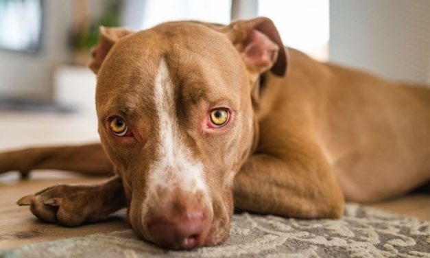 SIGN: Protect Dogs & Cats From Convicted Animal Abusers in CT