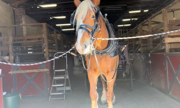 SIGN: Ban Horse-Drawn Carriages in Charleston, SC
