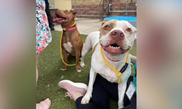 VIDEO: Dog Jumps 5-Foot Shelter Wall To Join Her Best Friend