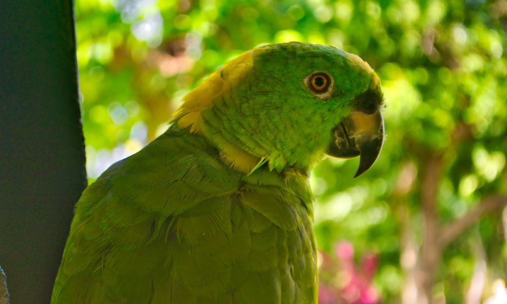 Yellow-napped Parrot