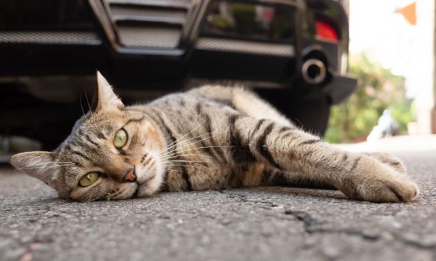 SIGN: Justice for Cat Repeatedly Run Over