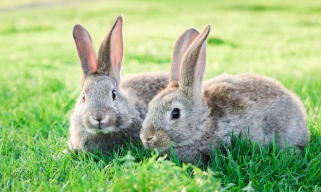VICTORY! Canada To Phase Out Two Types of Cruel Tests on Animals