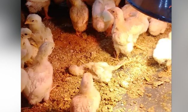 PETITION UPDATE: Criminal Charges Filed For Dead Chicks Thrown In Trash