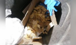 Dead Chicks in Dumpster