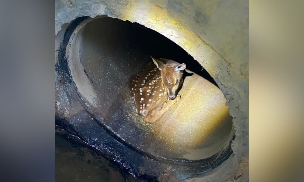 Fawn Trapped in Drainage Pipe Rescued & Released