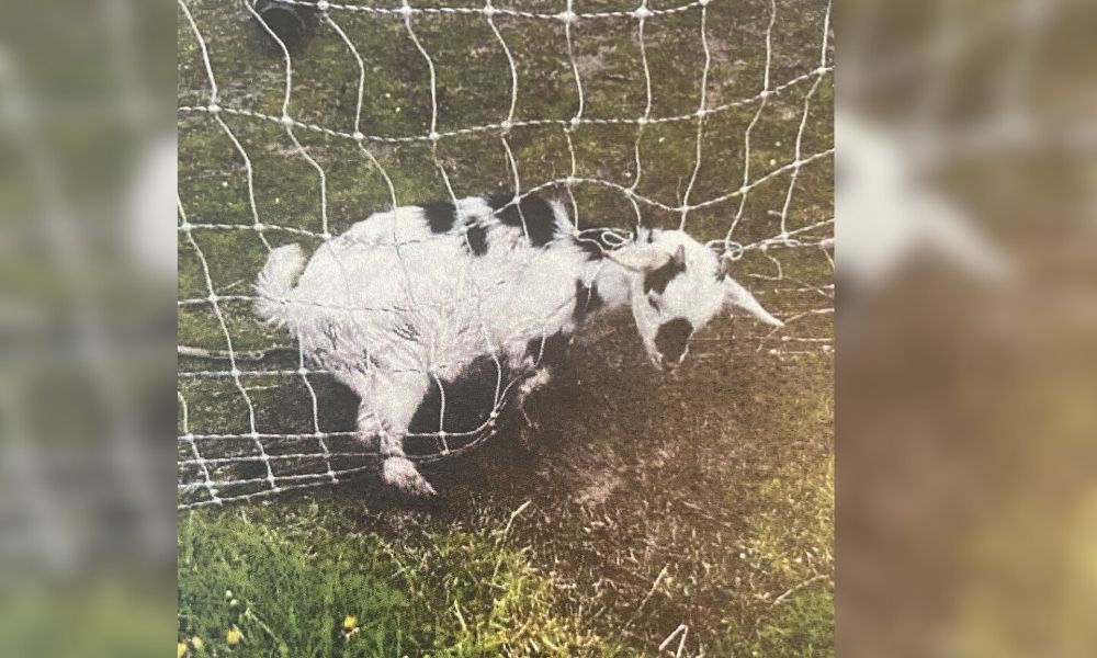 goat stuck in electric fence