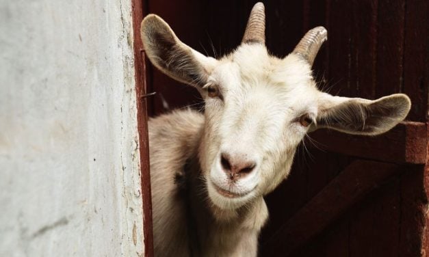 PETITION UPDATE: No More Goats For Man Who Abused Them