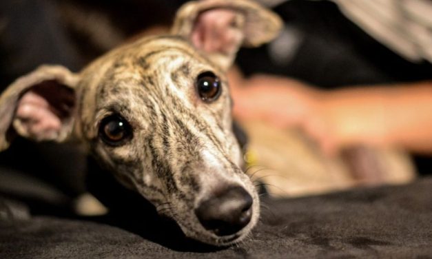 SIGN: End Brutal Greyhound Races in the US