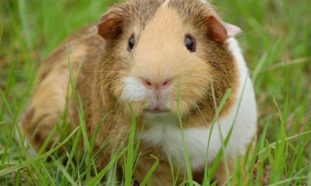 PETITION UPDATE: Majority of Guinea Pig Breeders Exposed By LFT Are No Longer Licensed