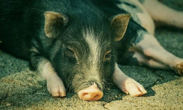 NJ One Signature Away From Banning Cruel Gestation Crates
