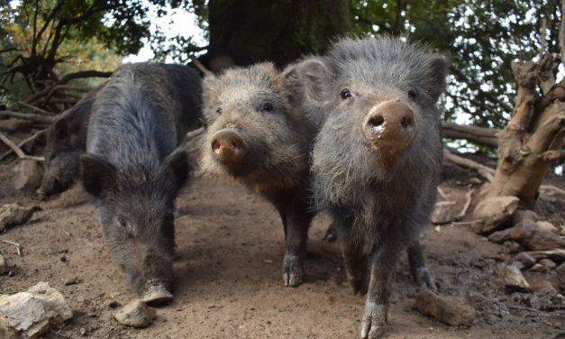 SIGN: Justice For ‘Pet’ Piglets Shot To Death on Hawaiian Golf Course