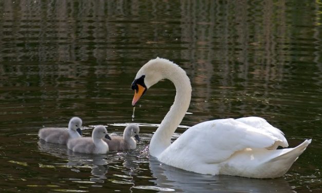 SIGN: Justice for Mother Swan Killed And Eaten On Memorial Day