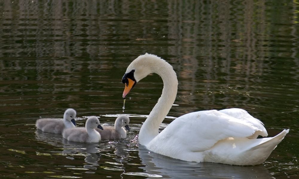 Swan with cygnets