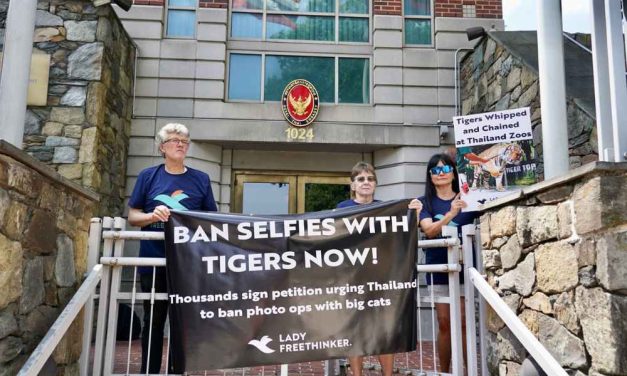 PETITION UPDATE: LFT Urges Thai Officials to Ban Big Cat ‘Selfies’ Ahead of International Tiger Day