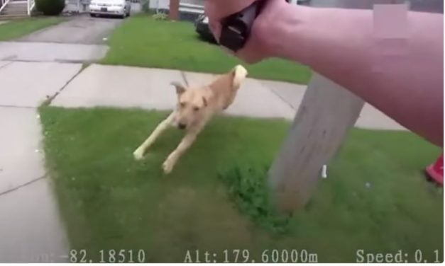 PETITION UPDATE: Police Clear Officer Who Shot Dog to Death, But Other Charges Pending