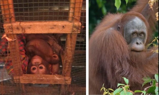 WATCH: Budi the Rescued Orangutan Returns To The Wild