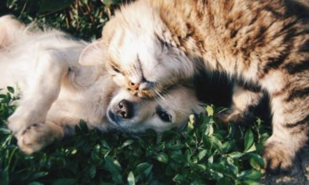 Dog & Cat Snuggles