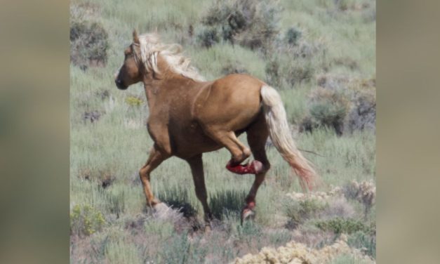 Join LFT for a Week of Action to Help Wild Horses