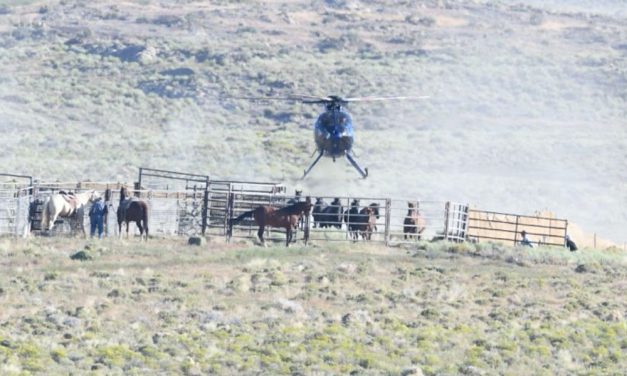 LFT Investigates: 6 Wild Horses Dead In First Week of Nevada Helicopter Roundup