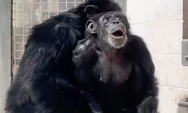 VIDEO: Watch Former Research Chimp See The Open Sky For The First Time