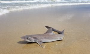 stranded dogfish shark