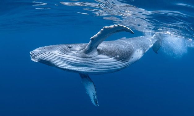 Whales, Dolphins, and Other Marine Animals Stressed by Boat Traffic, Study Shows