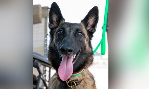 SIGN: Don’t Leave ‘Hero’ Dog Who Saved 4 Children Behind