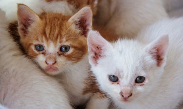 SIGN: Justice for Kittens Left in Sealed Bins to Suffocate to Death in the Heat