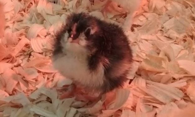 SIGN: Stop Cruel Program Where Chicks are Reportedly Born Deformed and Dying