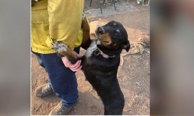 Firefighters Rescue and Reunite Sweet Dog With Her Family During Oregon Blaze