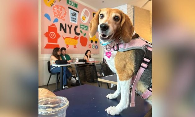 VIDEO: This Former Envigo Lab Beagle Finally Has the Home She Deserves