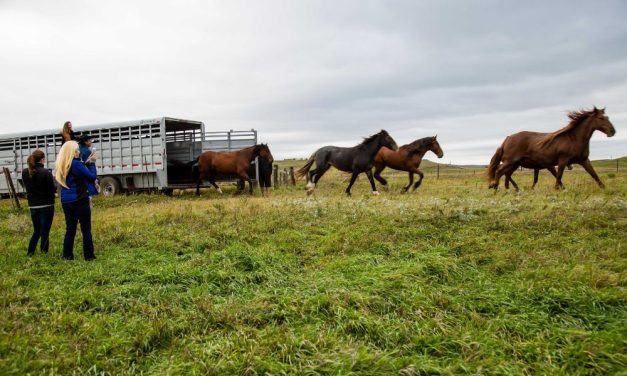 A Q+A with CANA Foundation: The Importance of Wild Horses