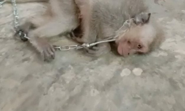 SIGN: Remove Horrific Baby Monkey Torture Groups from Telegram