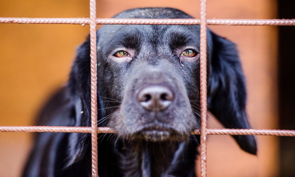 Sad dog in cage