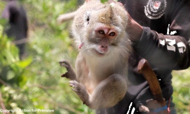 Hundreds of Monkeys Captured & Sent to US For Cruel Experiments