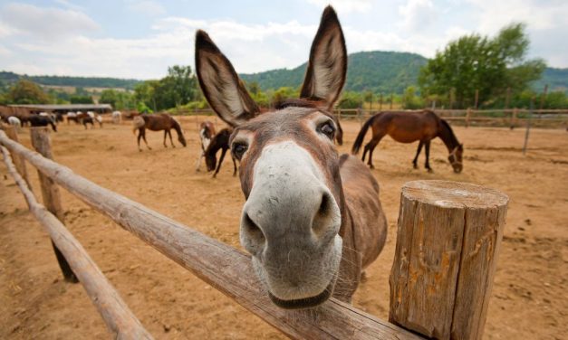 STUDY: Animals Forced to Work Are Healthier When Their Sentience is Recognized