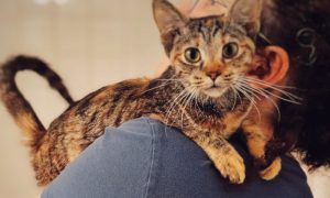 kitten