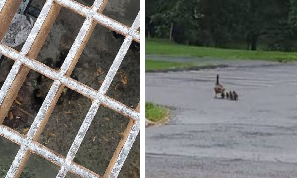 Baby Ducks Rescued From Storm Drain By Caring Officers